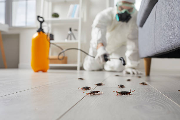 Post-Treatment Bed Bug Interceptor Monitoring in Plantsville